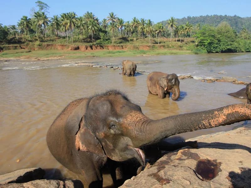 Pinnawala Herd River Bathing at Maha Oya