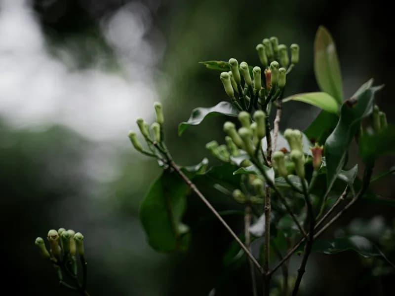 Mawanella Aromatic Spice Garden Walk