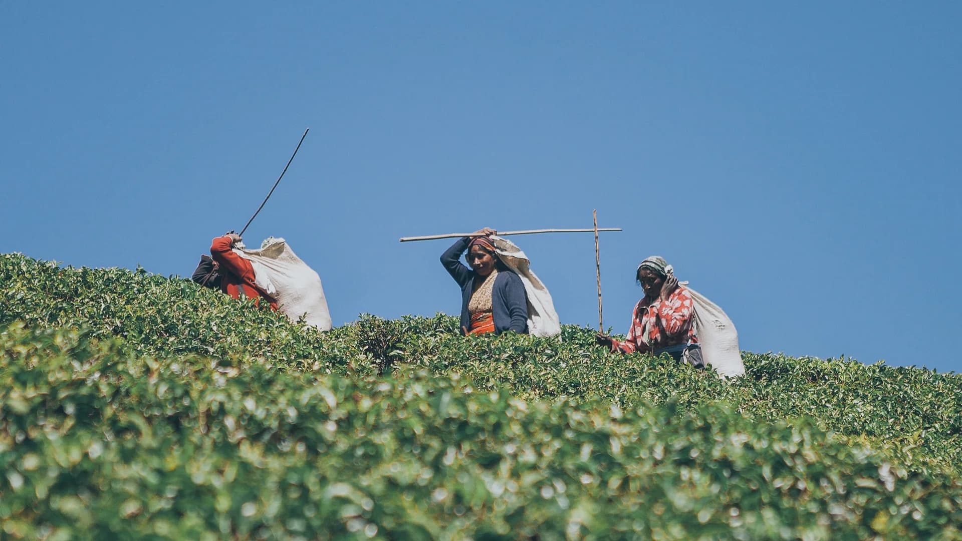 Nuwara Eliya