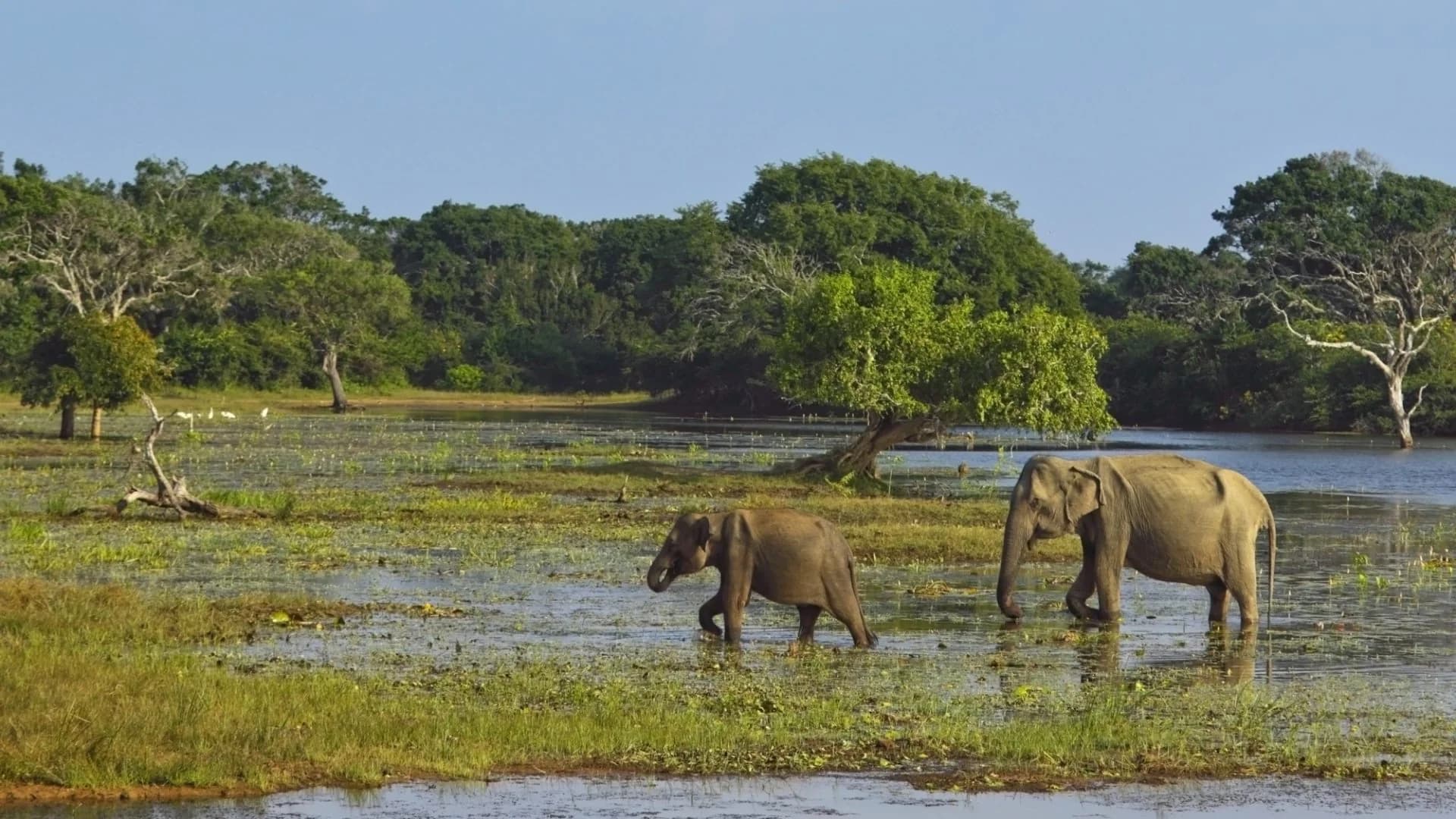 Yala National Park