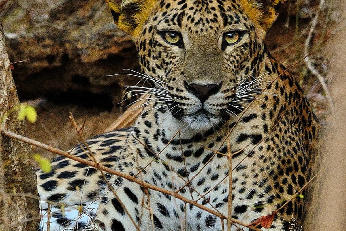 Yala National Park