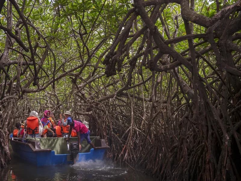 Madu Ganga Mangrove Tunnel Boat Safari