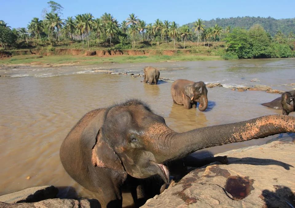Colombo – Pinnawala Elephant Orphanage, Spice Garden & Three-Temples Loop – Colombo